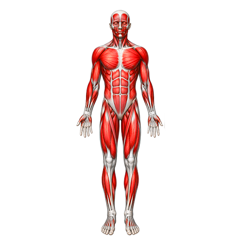 Full-body - entraînement mésomorphe